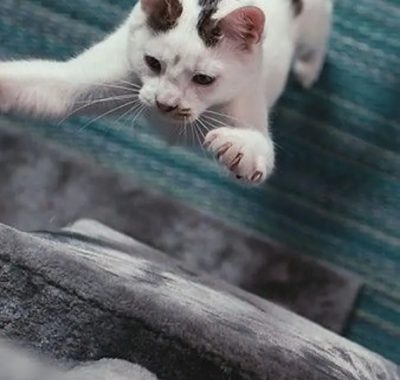 [夸克网盘]美国纪录片《喵星人的奇思妙想》（2022）豆瓣7.5